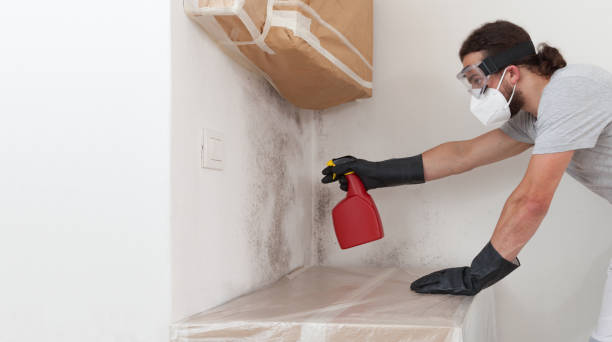 Professional Basement Mold Remediation technician working in Bear Creek, FL