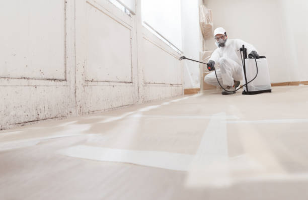 24/7 Emergency Basement Mold Remediation experts in Bear Creek, FL