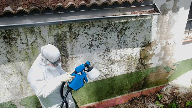 Trusted Mold Remediation service in Bear Creek, FL - Cheap Mold Removal